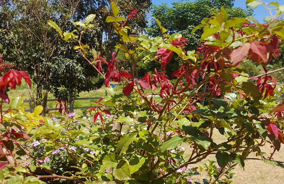 Pousada e Pesque e Pague Vista Alegre-1